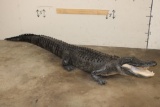 Massive Life-sized free-standing ALLIGATOR