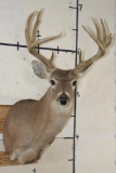 12-Point WHITETAIL DEER Shoulder Mount