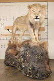 *TEXAS RESIDENTS ONLY* Life-sized AFRICAN LION standing over his HYENA Kill on a Rock Base with