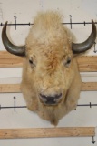 *Very Rare* WHITE AMERICAN BISON or BUFFALO Shoulder Mount
