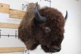 XL BUFFALO/BISON Shoulder Mount