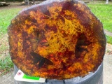 3 MOTHS Encased in Simulated AMBER with a Display Stand