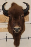 BUFFALO or BISON Shoulder Mount