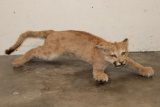 Life-sized Juvenile/Adolescent MOUNTAIN LION or COUGAR with No Base