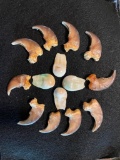 (10) BLACK BEAR Front Claws Plus (4) ELK IVORIES in a Glass Display Case (ONE$)