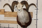 Massive STONE SHEEP Shoulder Mount with modified (lengthened) Horns on a Wood Plaque