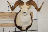 Large DALL SHEEP Ram Shoulder Mount on a Wood Plaque