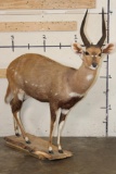 Life-sized CAPE BUSHBUCK with XL Horns