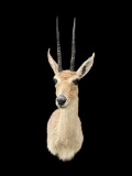 *Trophy Size* GREY or VAAL RHEBOK Shoulder Mount