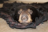 Double Felted BLACK BEAR Rug with its Mounted Head and All its Claws