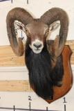 Big MOUFLON with Modified Horns modeled after Ram taken at the Real Ranch in Utopia, Texas