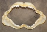 *Rarely Seen* TIGER SHARK Jaw with Razor Sharp Serrated Teeth