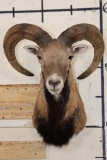 MOUFLON Shoulder Mount