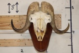 MUSK OX Skull on a Wooden Wall Pedestal