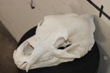RUSSIAN BROWN BEAR Skull with All its Teeth