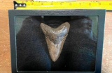 (1) Huge MEGALODON SHARK Tooth Fossil in a Glass Display Case