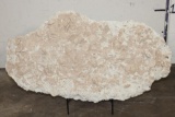 XXL 38 lb ECHINOID SEA URCHIN Fossil Plate Matrix with a Stand