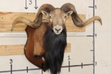 Big CORSICAN SHEEP RAM Shoulder Mount on a Wooden Plaque