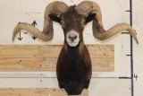 Big BLACK HAWAIIAN RAM Shoulder Mount