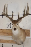 11-Point WHITETAIL Shoulder Mount with a 176 3/8 Boone and Crockett Score