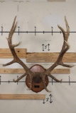 XL Heavy 15-Point ELK Rack on a Wooden Plaque