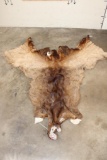 Very Nice ELK Cape for a Taxidermy Shoulder Mount