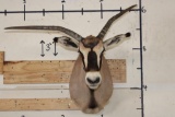 *TEXAS RESIDENTS ONLY* FRINGE-EARED ORYX Shoulder Mount with a Unique Horn Deformity