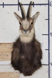 CHAMOIS Shoulder Mount
