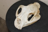 MOUNTAIN LION or COUGAR Skull with All its Teeth