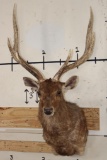 RUSA DEER Shoulder Mount