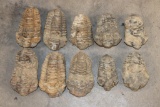 (10) TRILOBITE Fossil Specimens from Morocco (ONE$)
