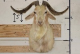 CATALINA GOAT Shoulder Mount