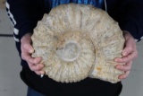 BIG AMMONITE FOSSIL from Morocco with a Metal Display Stand, Weight: 16 lbs