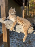 Large *New* Life-sized SPOTTED BOBCAT Mounted on a Limb
