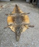 African NILE CROCODILE Hide