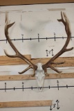 XL 14-Point ELK Skull with All its Teeth