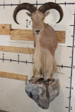Half-body AOUDAD on a Simulated Rock Base
