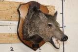JAVELINA Shoulder Mount on a Wooden Plaque