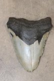 Big MEGALODON SHARK Tooth Fossil