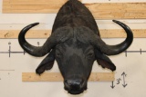 CAPE BUFFALO Shoulder Mount