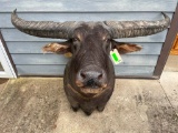 AUSTRALIAN WATER BUFFALO Shoulder Mount