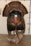 Life-sized Strutting TURKEY on a Driftwood Base