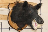 WILD BOAR or HOG Shoulder Mount on a Wooden Plaque