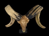 Beautiful Hand-carved Indonesian GARUT SHEEP/RAM Skull