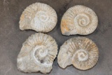(4) AMMONITE FOSSIL Specimens from Morocco (ONE$)