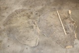 (2) Big and Soft African ELEPHANT Ears (ONE$)