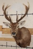 13-Point RED STAG Shoulder Mount