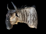 *Rare* WHITE-BEARDED GNU Shoulder Mount