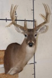 12-Point WHITETAIL DEER Shoulder Mount