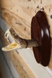 BIG Mounted Western Diamondback RATTLESNAKE Head with 3 Fangs!